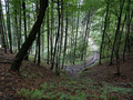 Sample image (4) wide angle forest