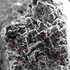 Better Li-ion batteries thanks to magnetic alignment