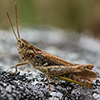 Cyborg insects as remotely controlled olfactory sensors