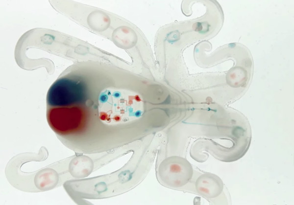 Octobot