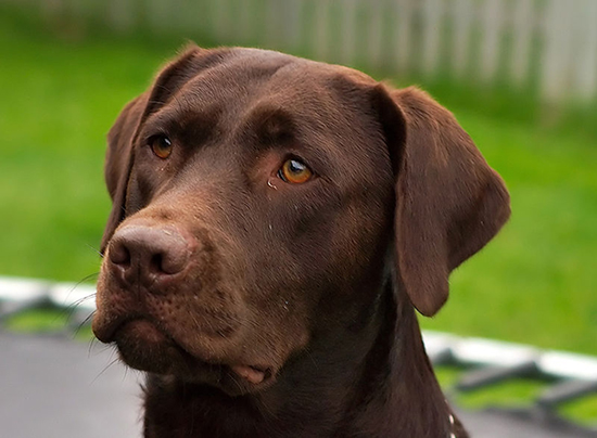 Brown labrador