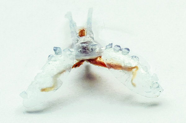 3D-printed biorobot with sea slug muscles