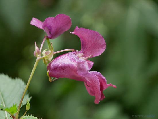 Panasonic Lumix G80 G85 sample flower