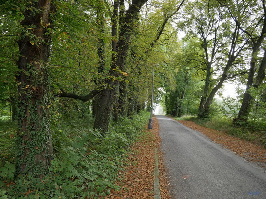 Panasonic Lumix G80 G85 sample road