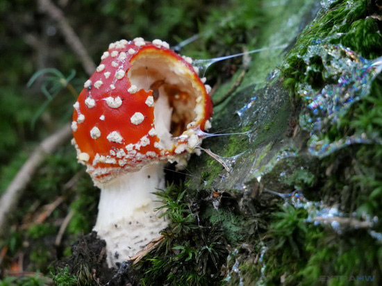 Panasonic Lumix G80 G85 sample toadstool