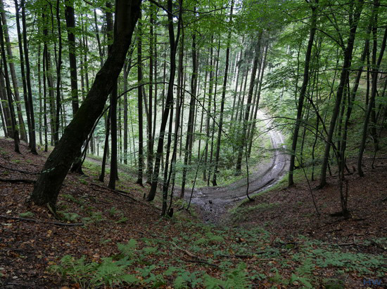 Panasonic Lumix G80 G85 sample wide angle forest