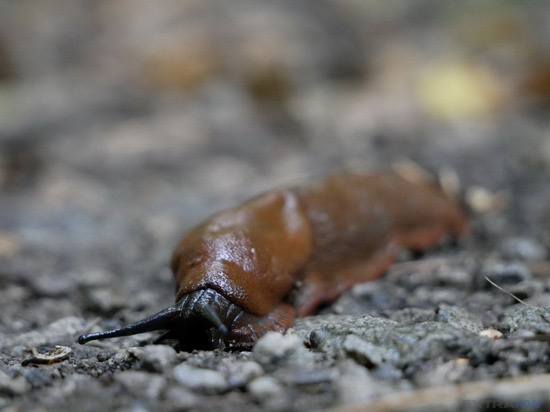 Panasonic Lumix G80 G85 sample slug