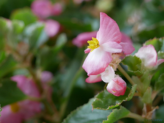 Panasonic Lumix G80 G85 focus stacking