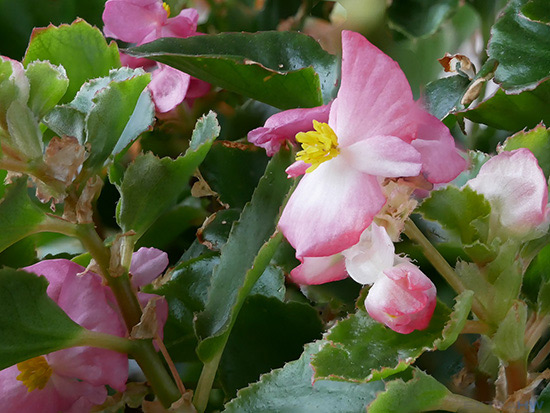 Panasonic Lumix G80 G85 focus stacking result