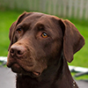 Puppy received a 3D-printed tooth implant